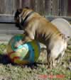 Gunner Working the Ball